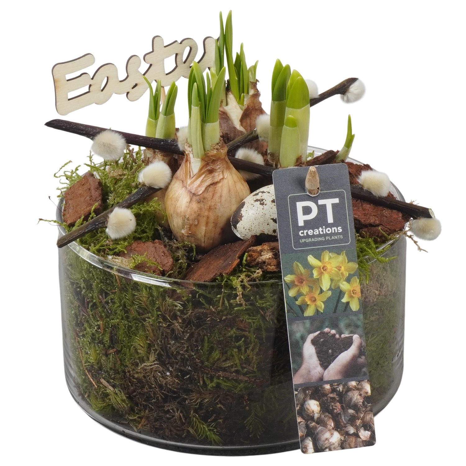 PTNP4520 Arrangement Narcissus Easter in glas schaal, D 14