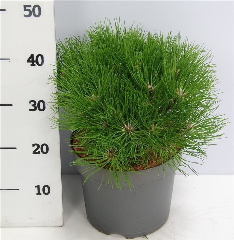 Pinus nigra 'Marie Bregeon', D 26