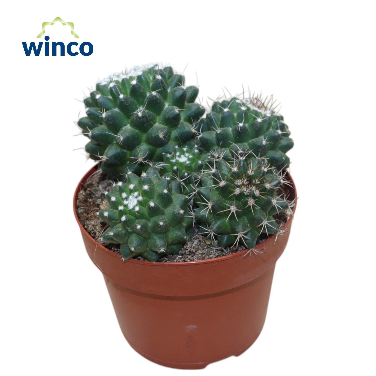 Mammillaria Toluca Group, D 12