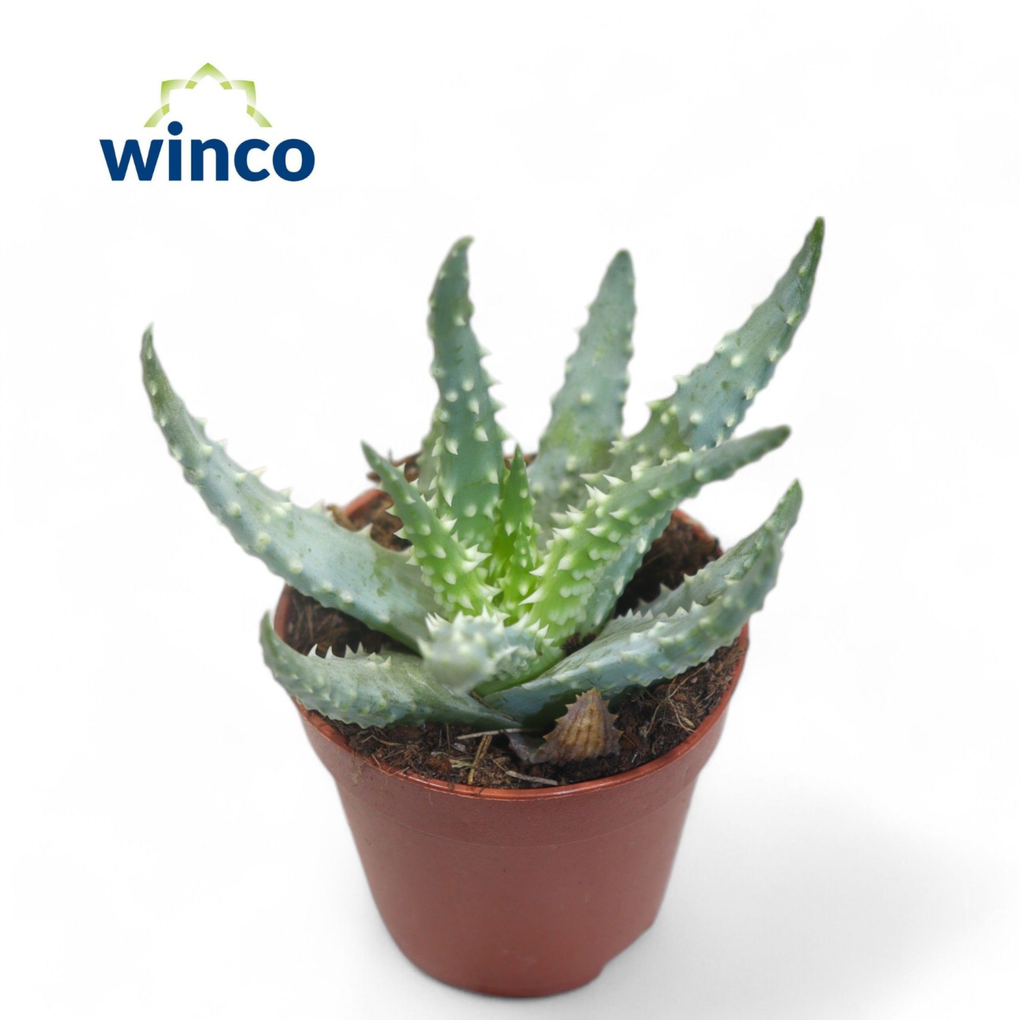 Aloe Humilis, D 5,5 cm Aloe Humilis, D 5,5 cm