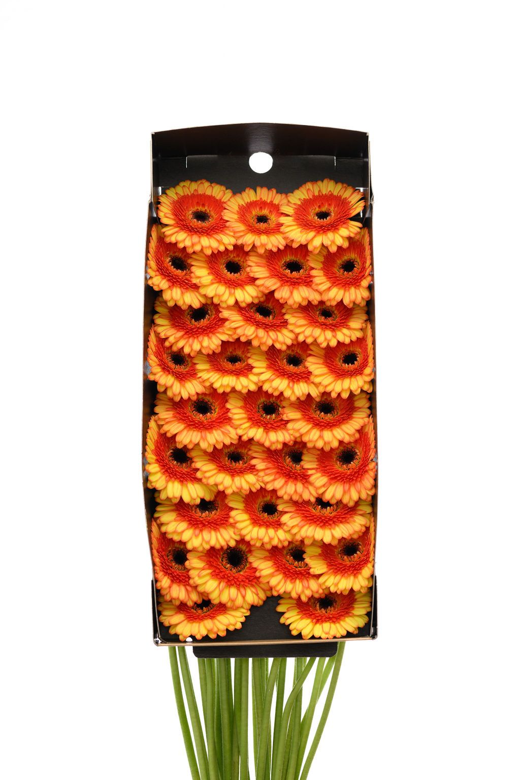 Гермини Дэкора x60, шт.