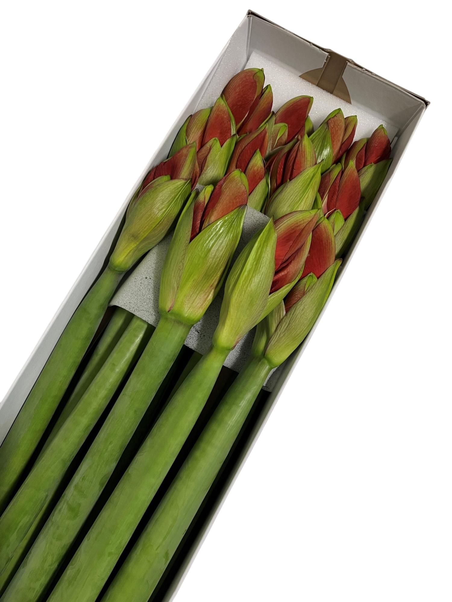 Амарилис Феррари (красн.) x12, шт.