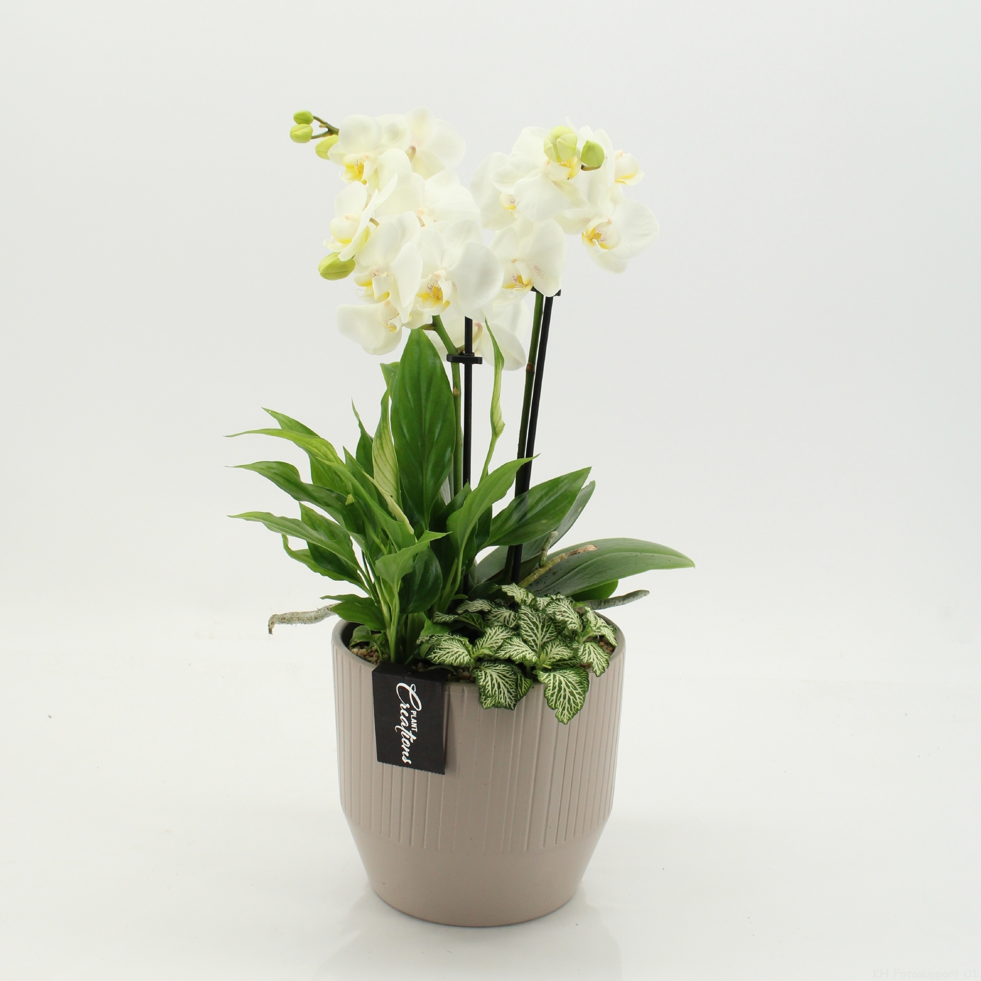 PHAL-2660W Phalaenopsis creatie, D 16