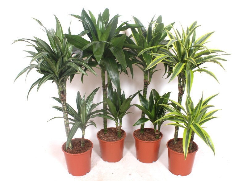 Dracaena fragrans Mixkar 45-15, D 19