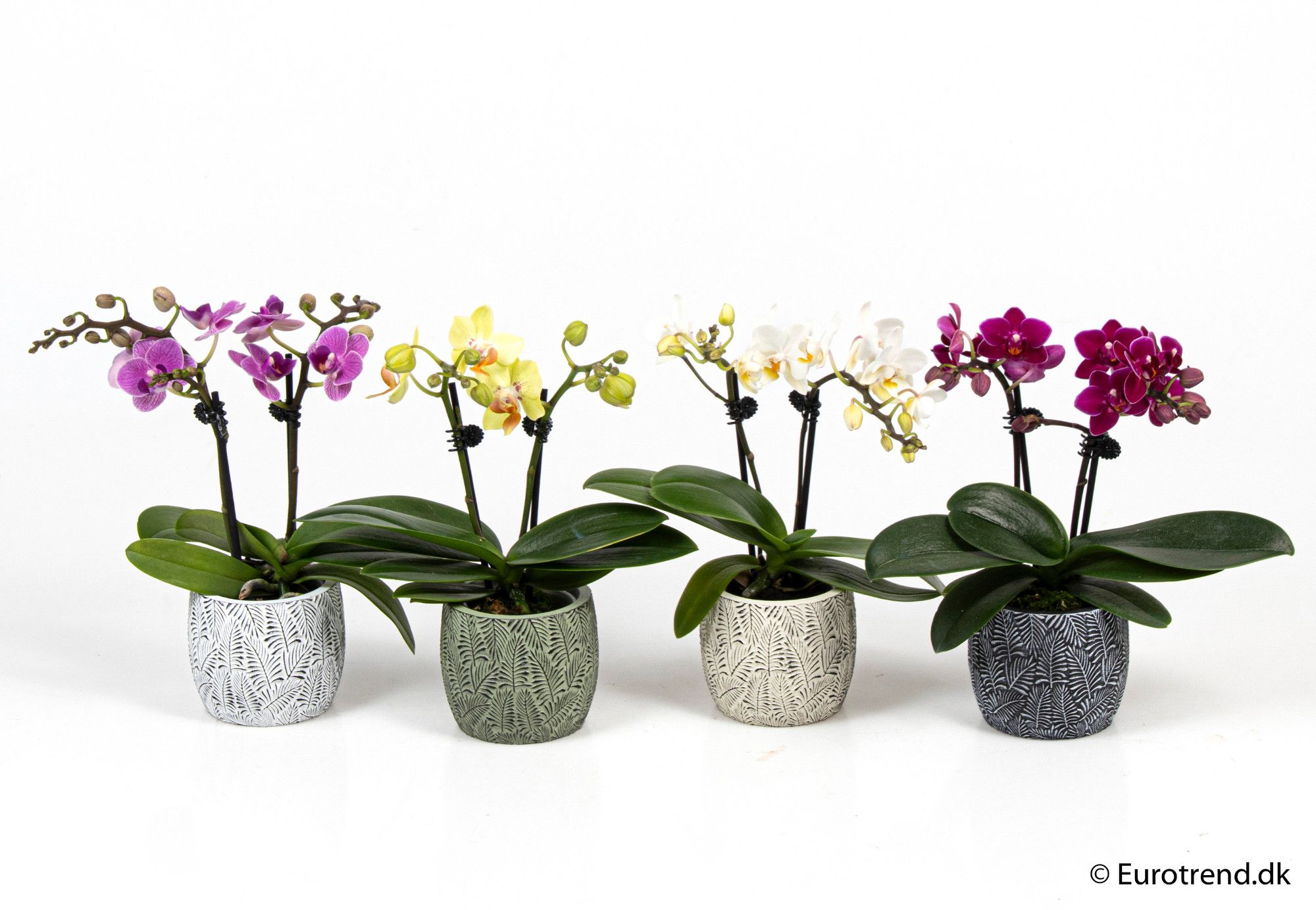 Phalaenopsis 2 spikes in ceramic - New Look 2025, D 6