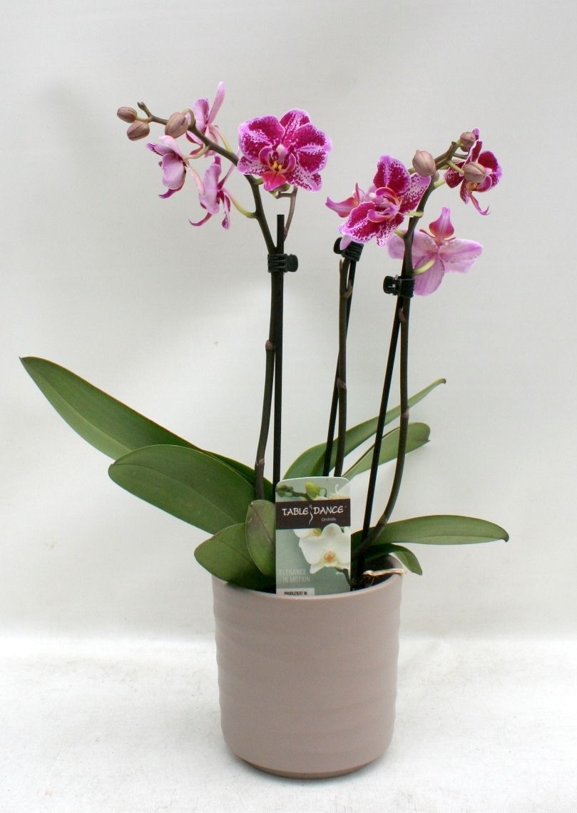 Phal. 3 tak 'Mix' 9 cm Topf 'Table Dance' in Topf braun, D 9