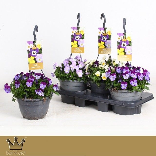 Viola Cornuta P21 Hangpot mixtray, D 21