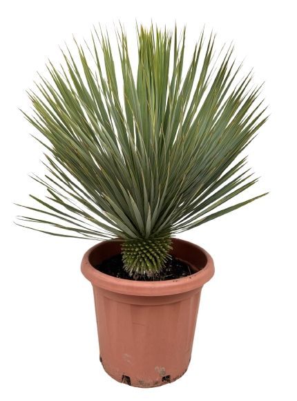 Yucca rostrata P40, D 40