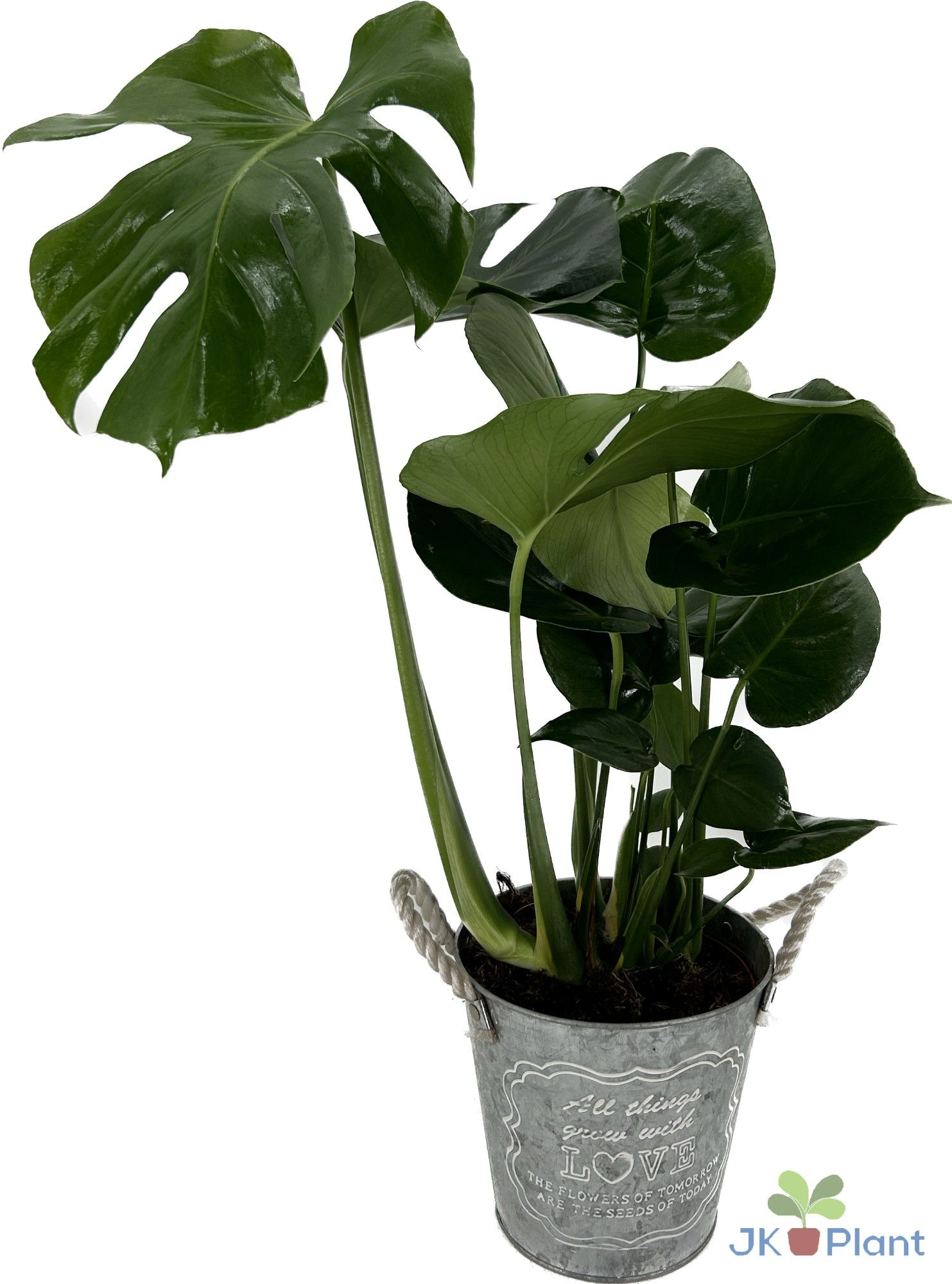 Monstera Deliciosa in zinken pot, D 19
