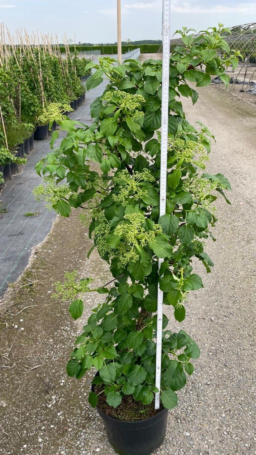 Hydrangea petiolaris 125-, D 31