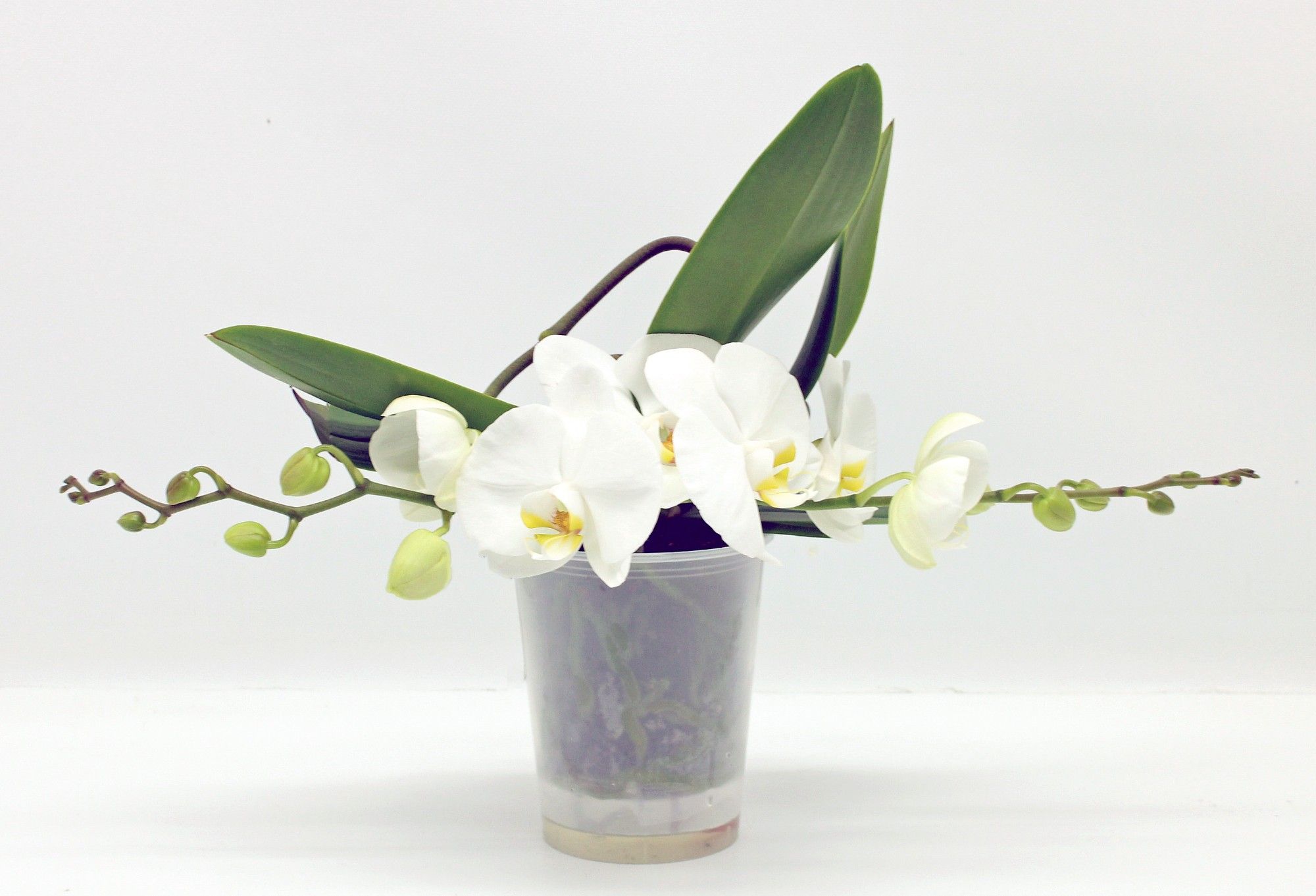 Table LOS GROEN WIT, D 12