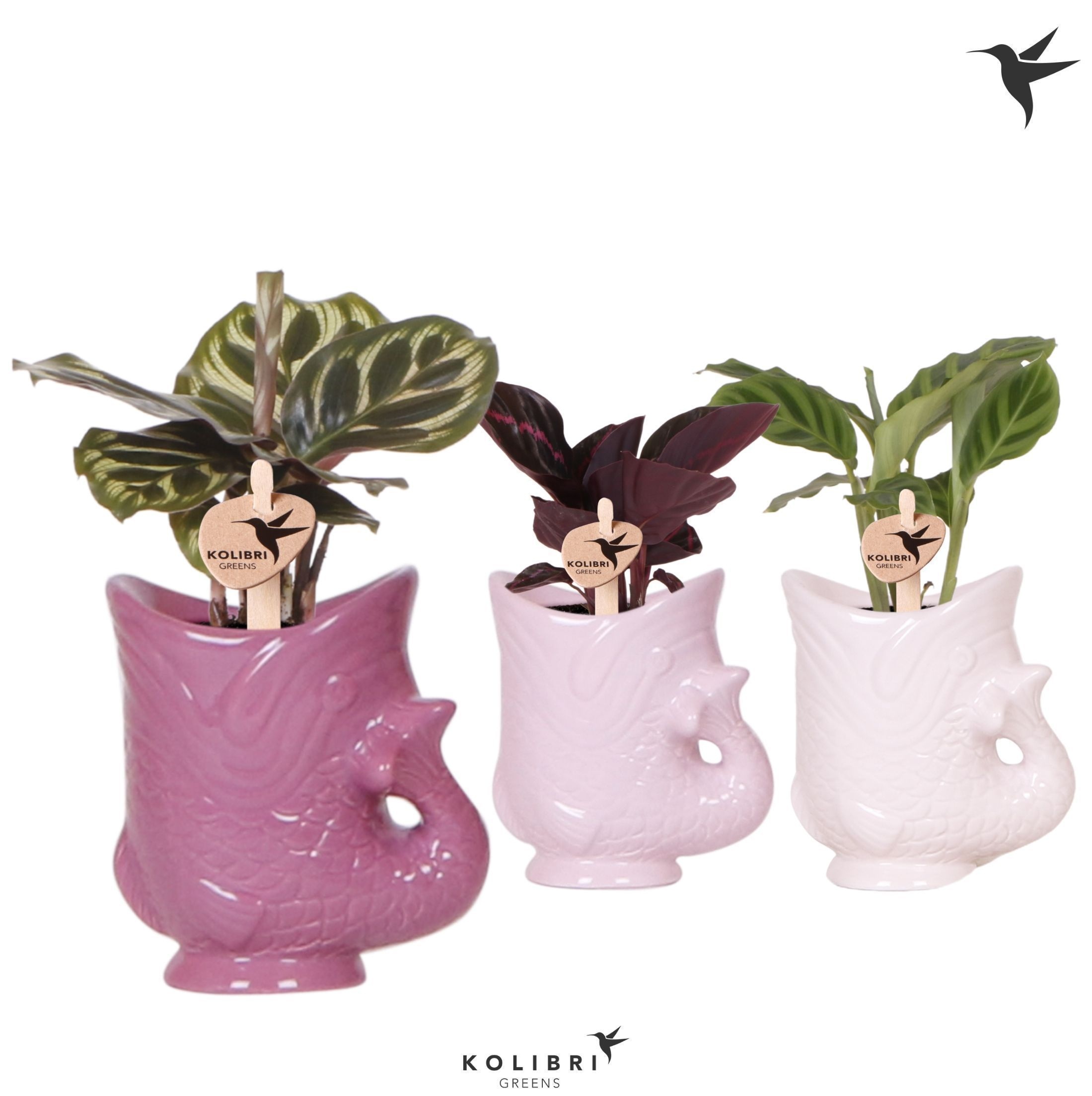 Kolibri Greens Calathea mix in Fish pot lila mix, D 6