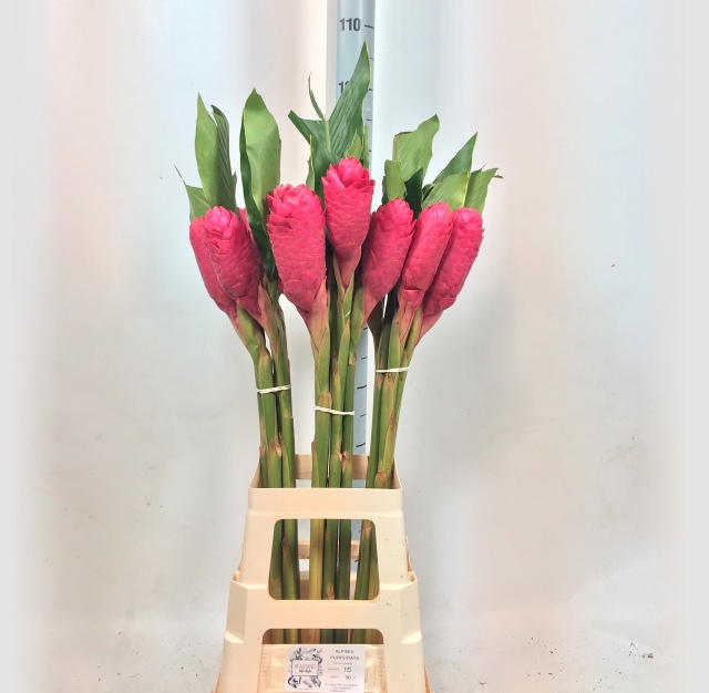 Альпиния Пурпурата 90, шт.