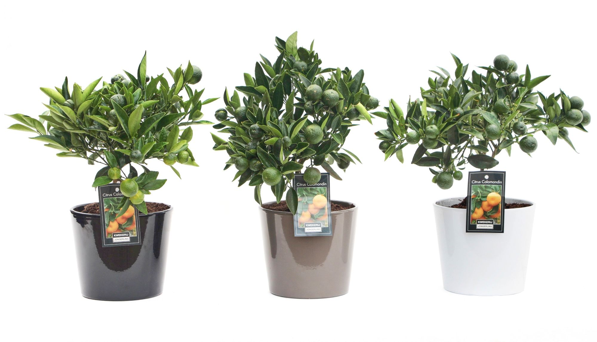 Calamondin in Mix Keramiek Roma, D 16