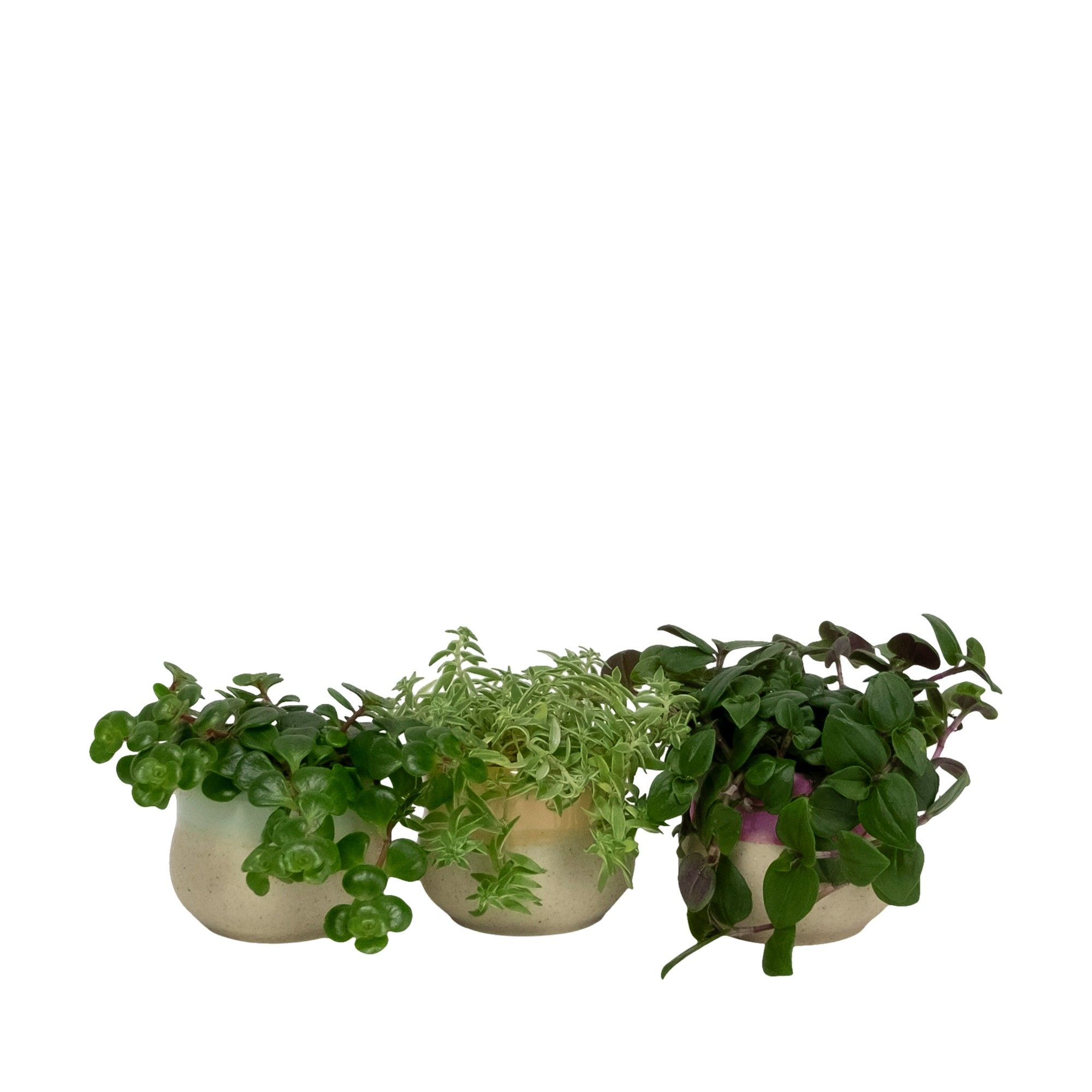 Soothing Curve with Compact Foliage, D 6