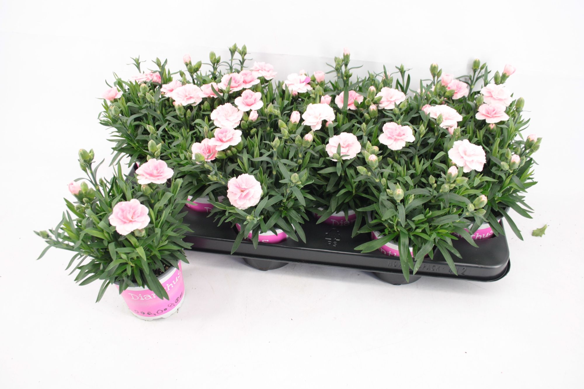 Dianthus Oscar Pink, D 10,5