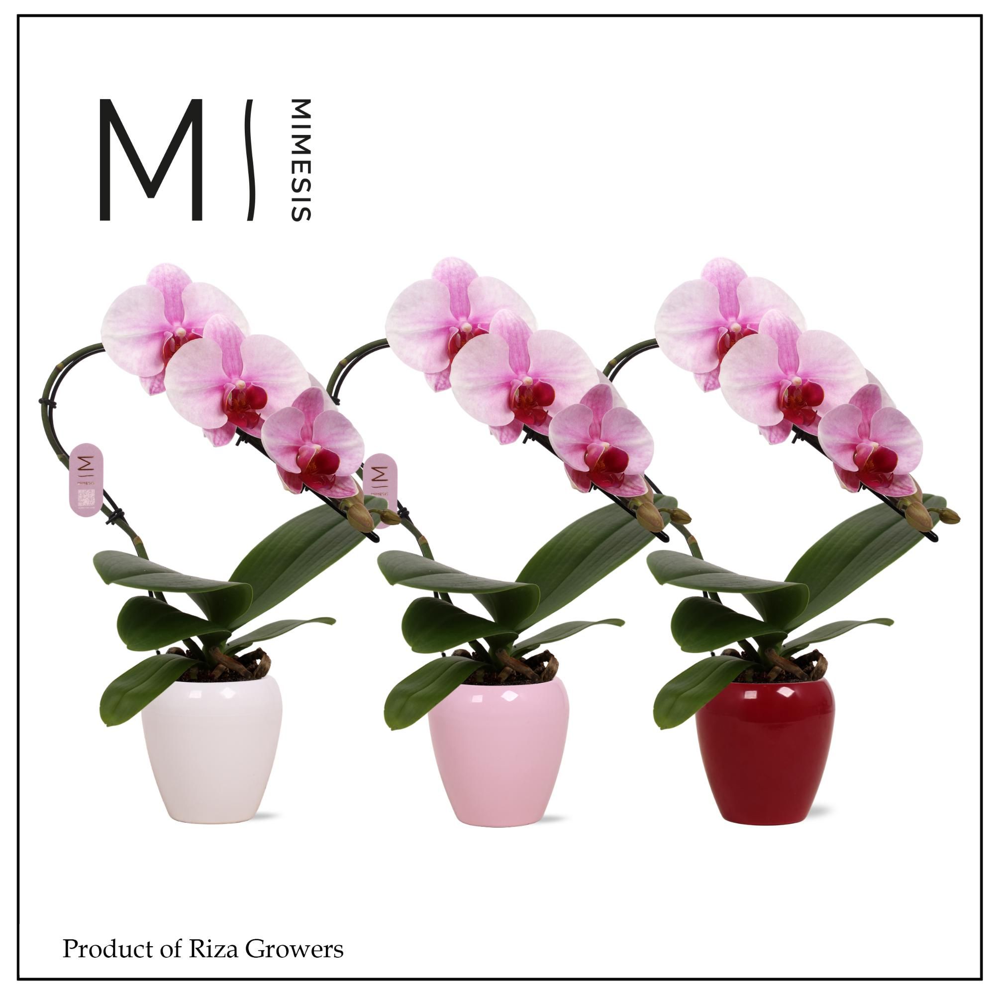 Phalaenopsis Swan Blush 1 spike – 7cm in Martine Mix Ceramic | Mimesis, D 7 cm