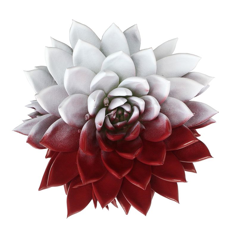 Miranda coloured flag Poland, D 12