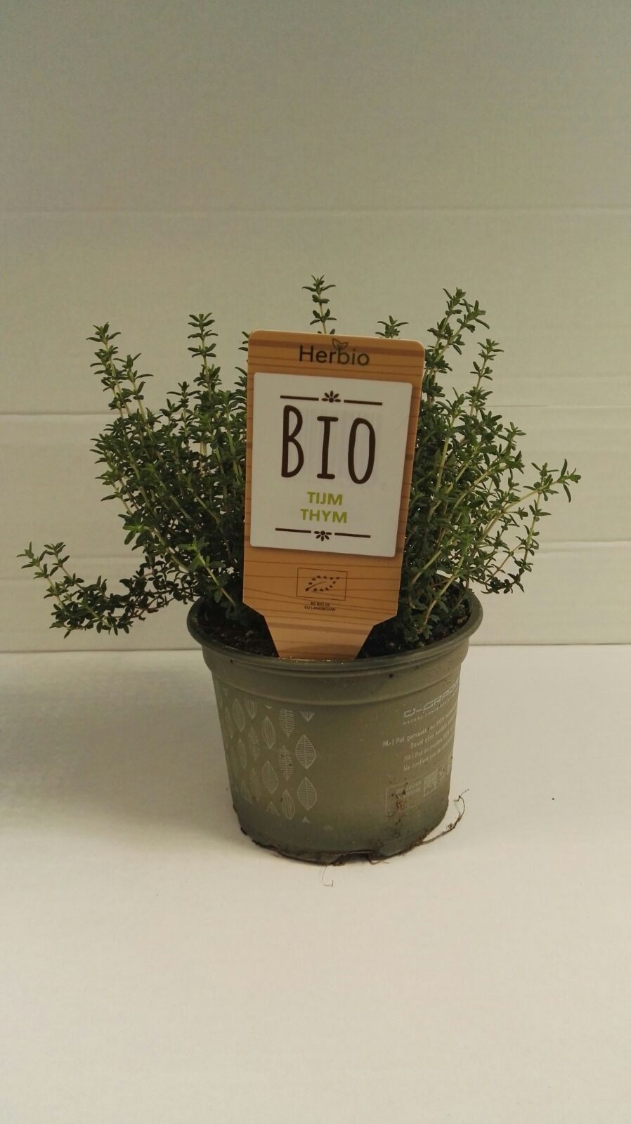 Tijm Gestekt P12 HERBIO steker, D 12