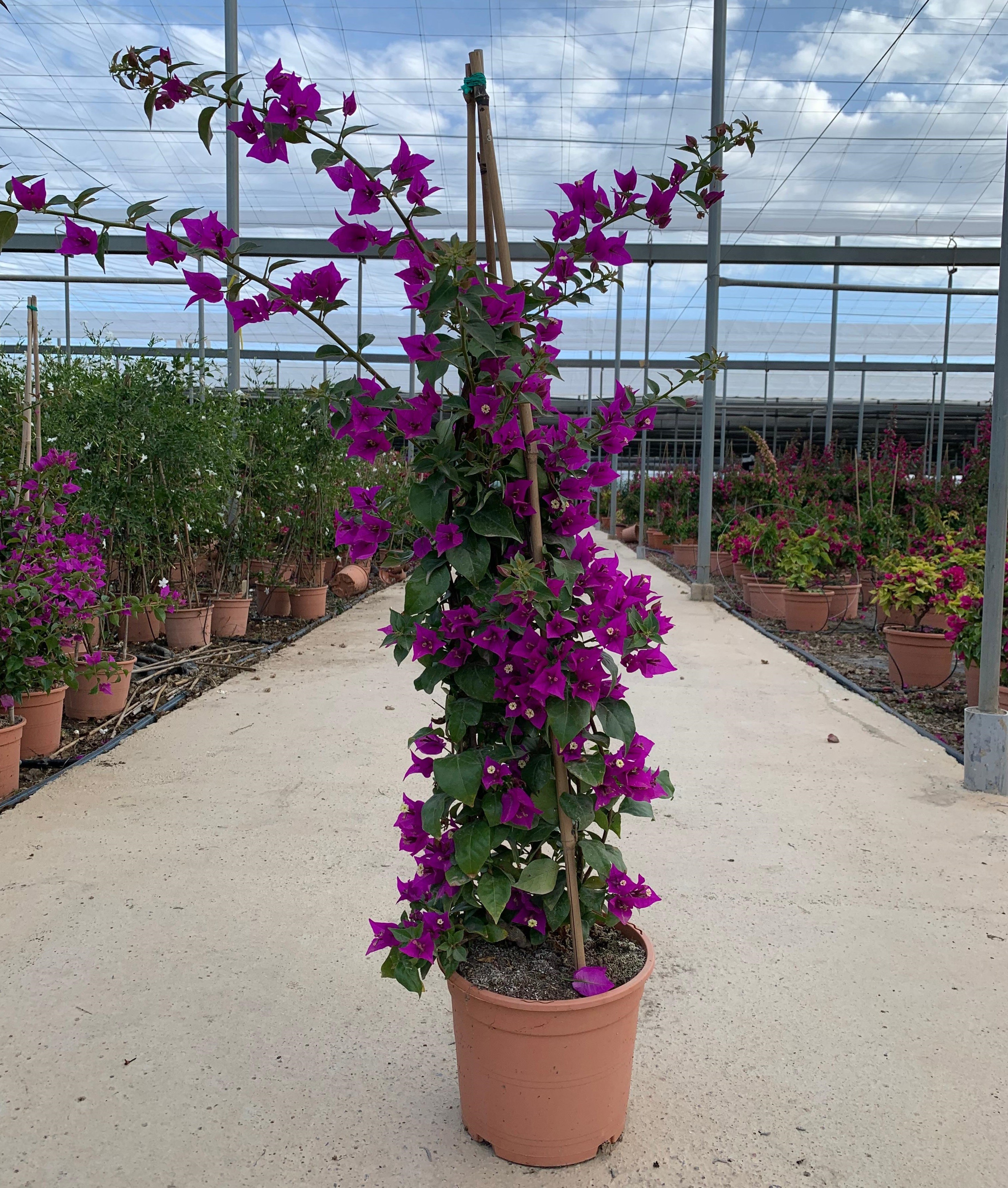 Bougainvillea alexandra pyramid C5L, D 20