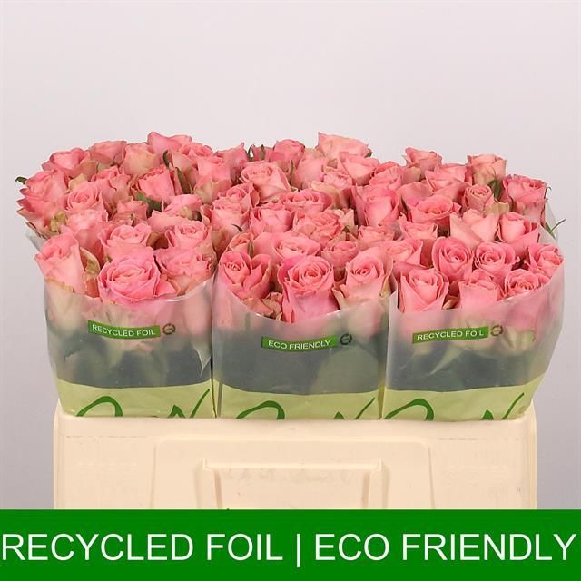 Роза од. Хермоса+ 50, шт.