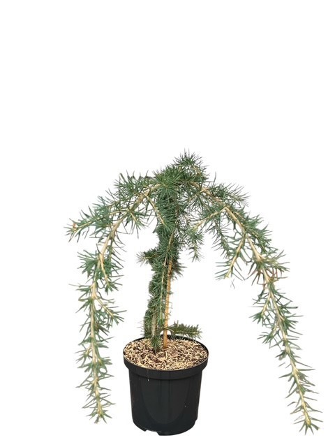 Cedrus deodara 'Pendula', D 23