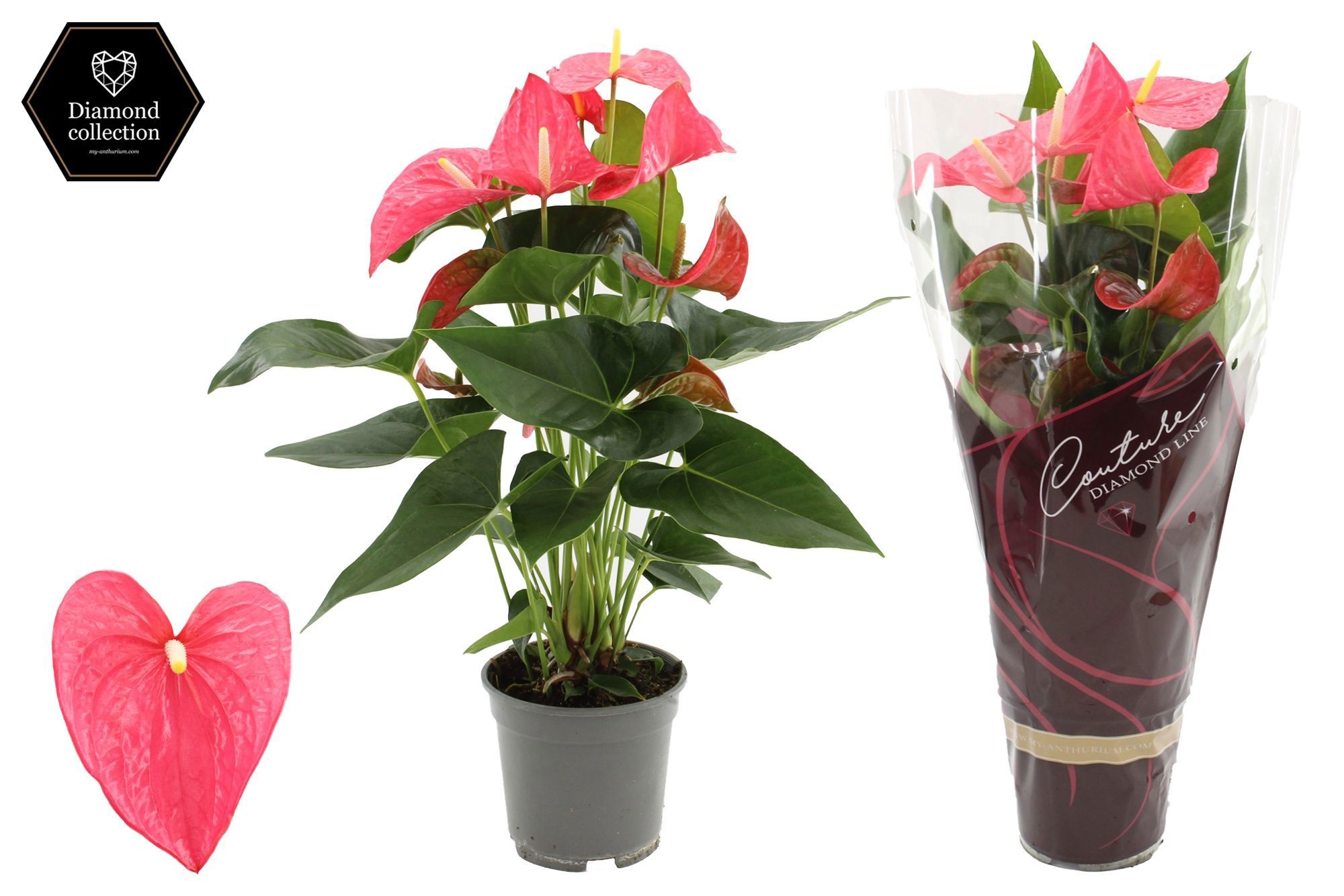 Anthurium 17 cm Maine in Couture Diamond Line Purple sleeve, D 17