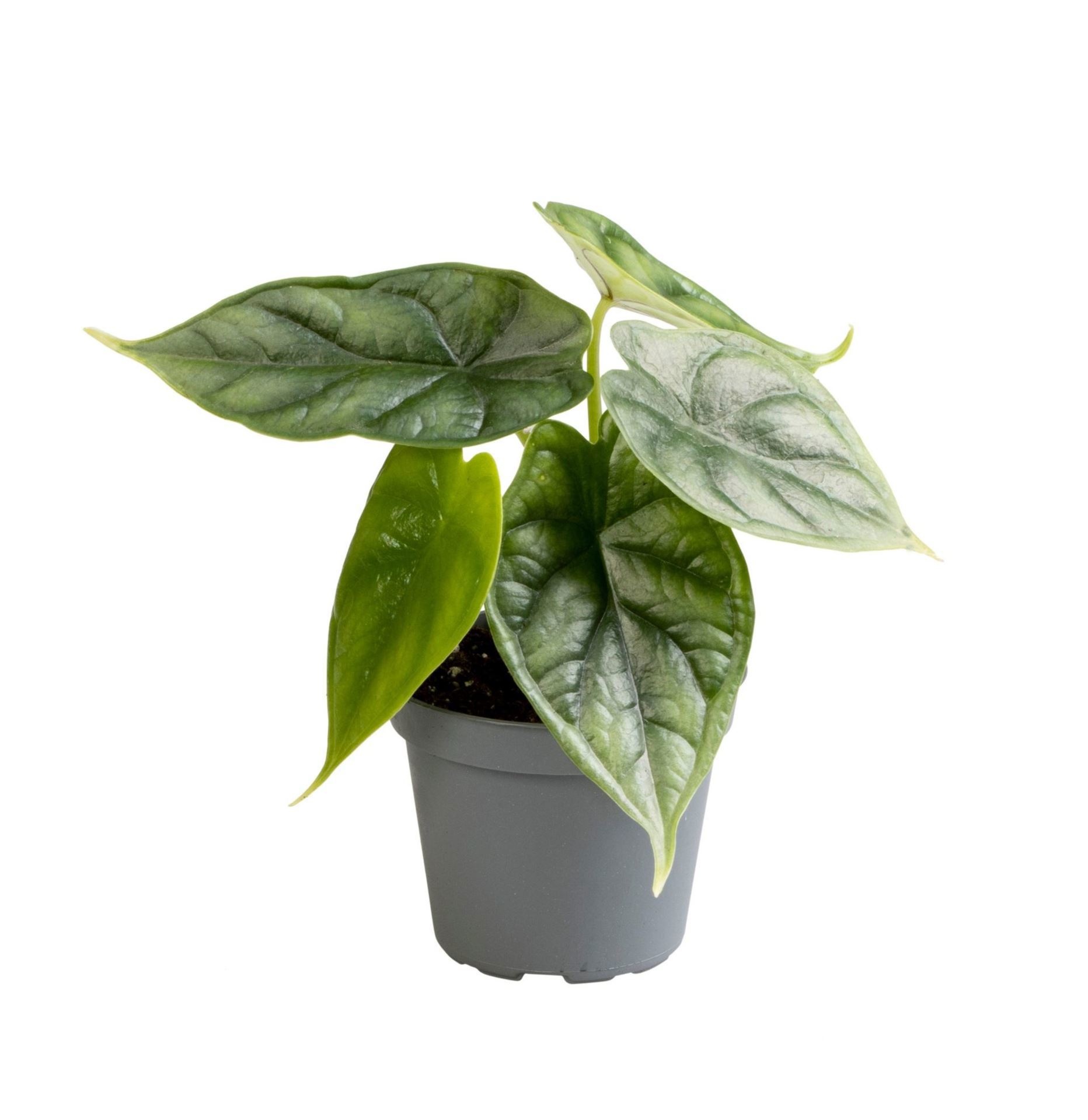 Alocasia Dragon Scale, D 6