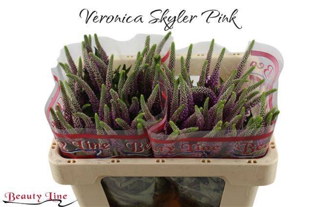 Вероника Скайлер Пинк 50, шт.