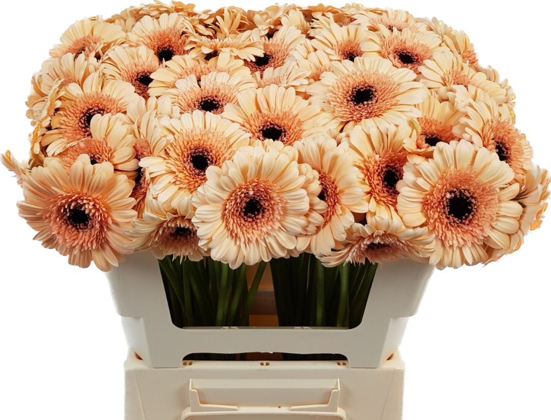 Гермини Майнсэт, шт.