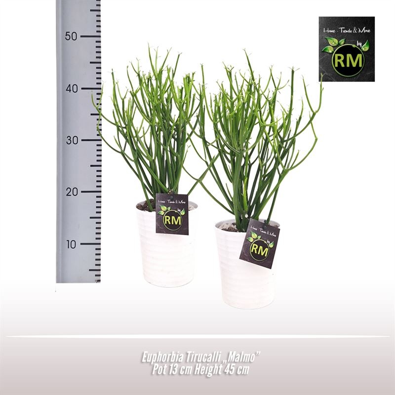 Euphorbia Tirucalli Malmo, D 13 cm Euphorbia Tirucalli Malmo, D 13 cm