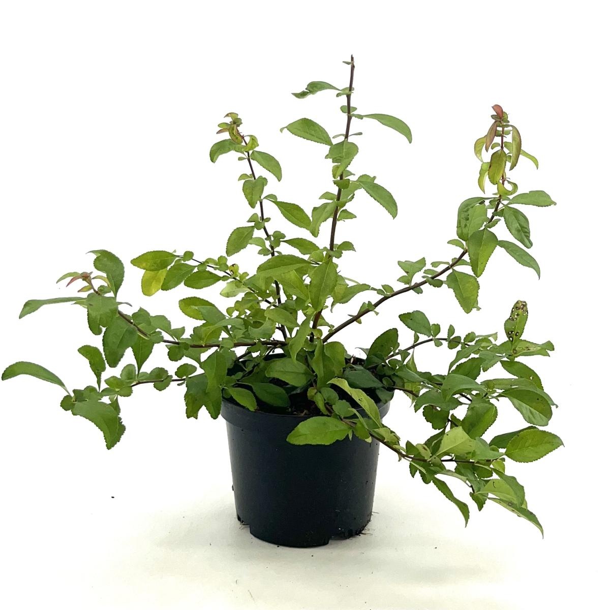 Chaenomeles sup. 'Crimson and Gold', D 17 cm