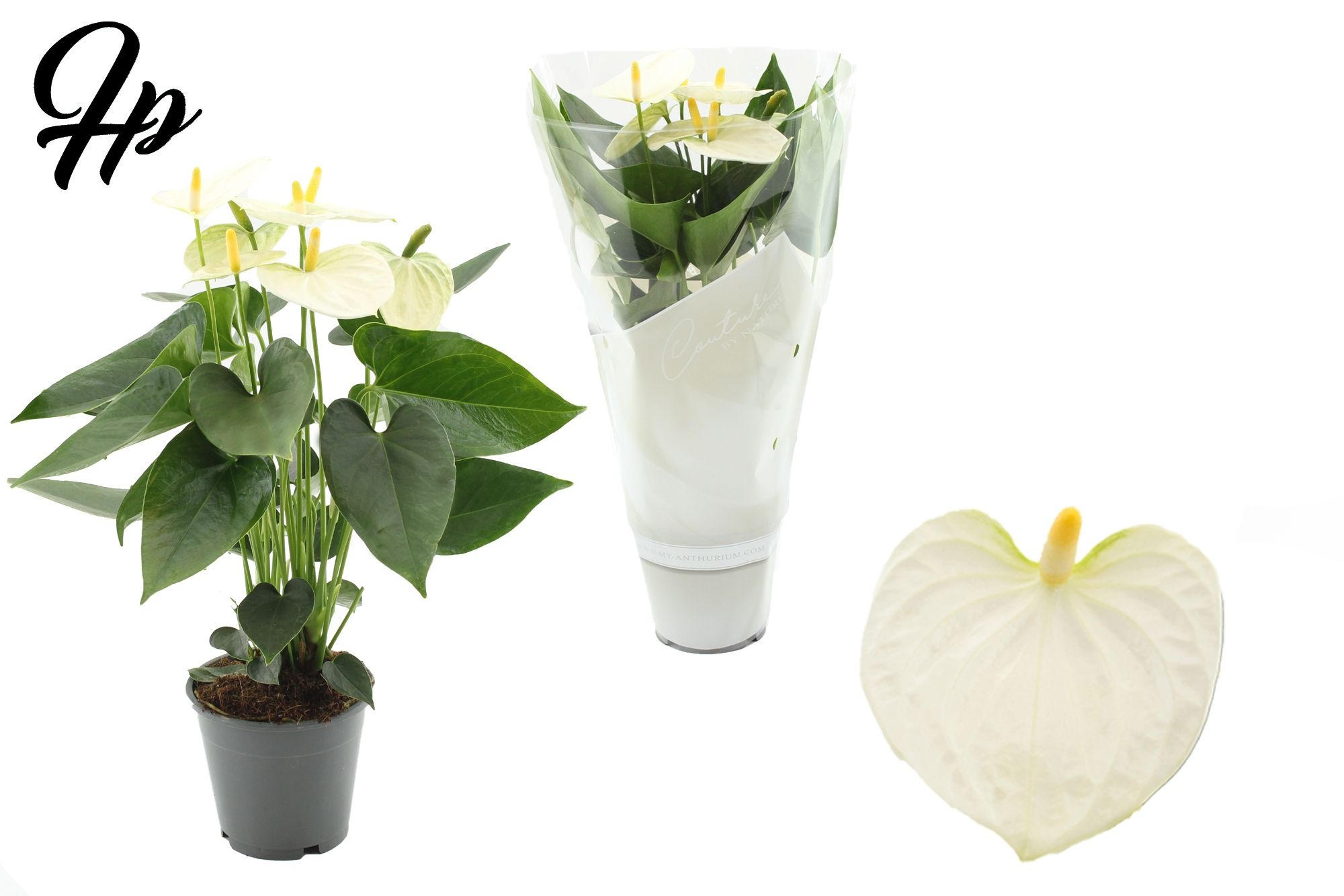 Anthurium 12 cm Cocos in Couture sleeve, D 12