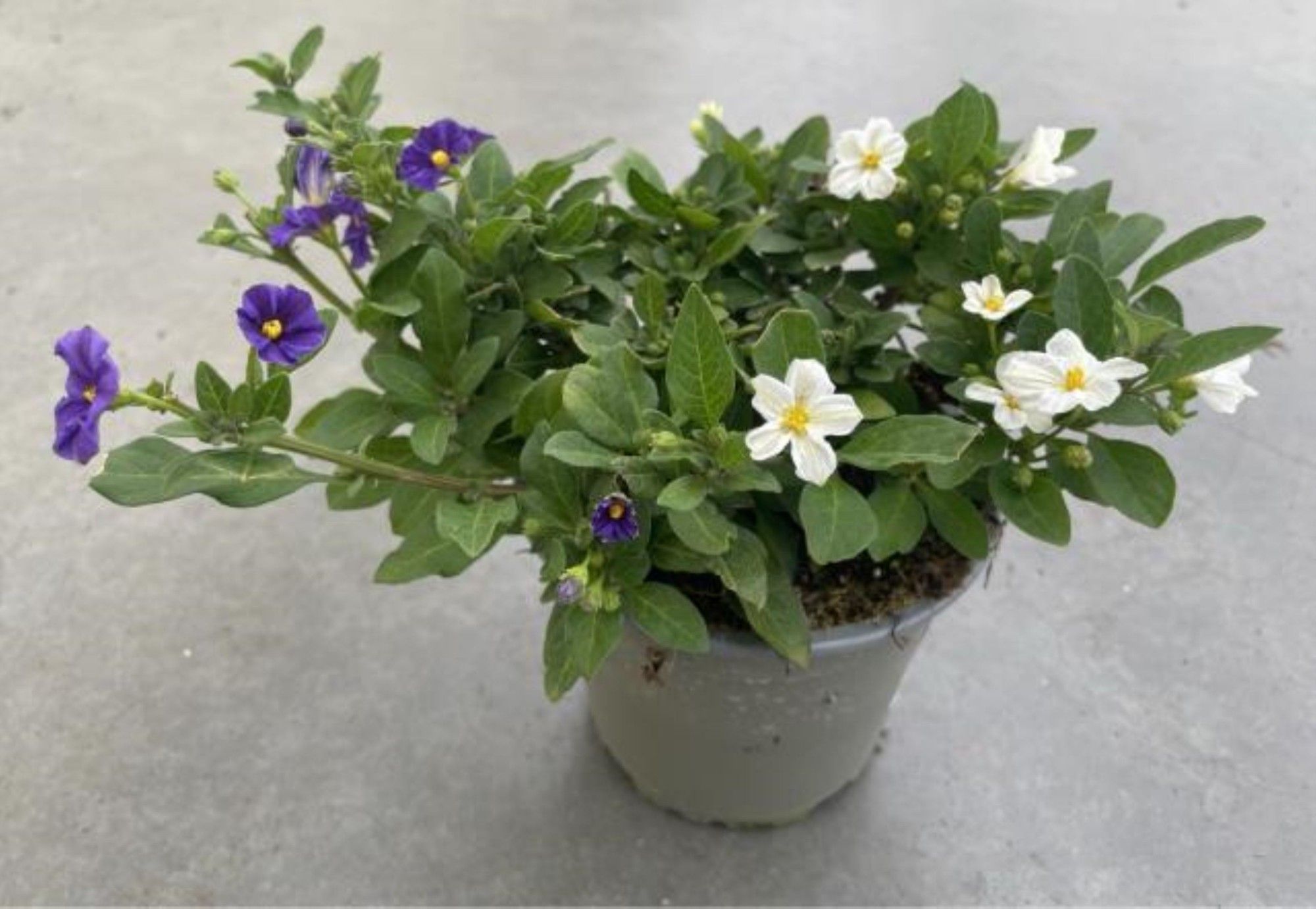 Solanum rantonnetii, tweekleurig, D 12