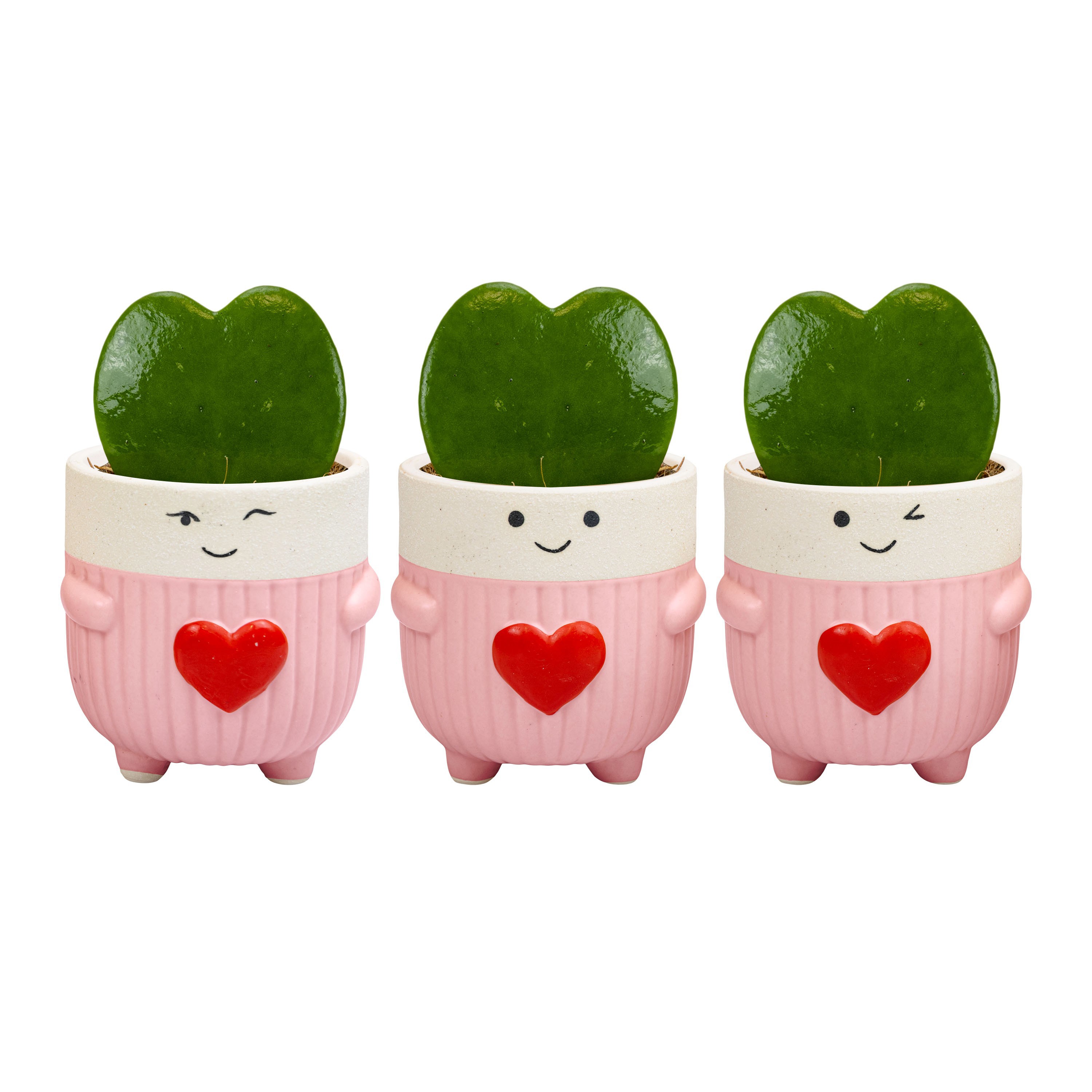 Love Cup with Hoya Kerrii, D 6