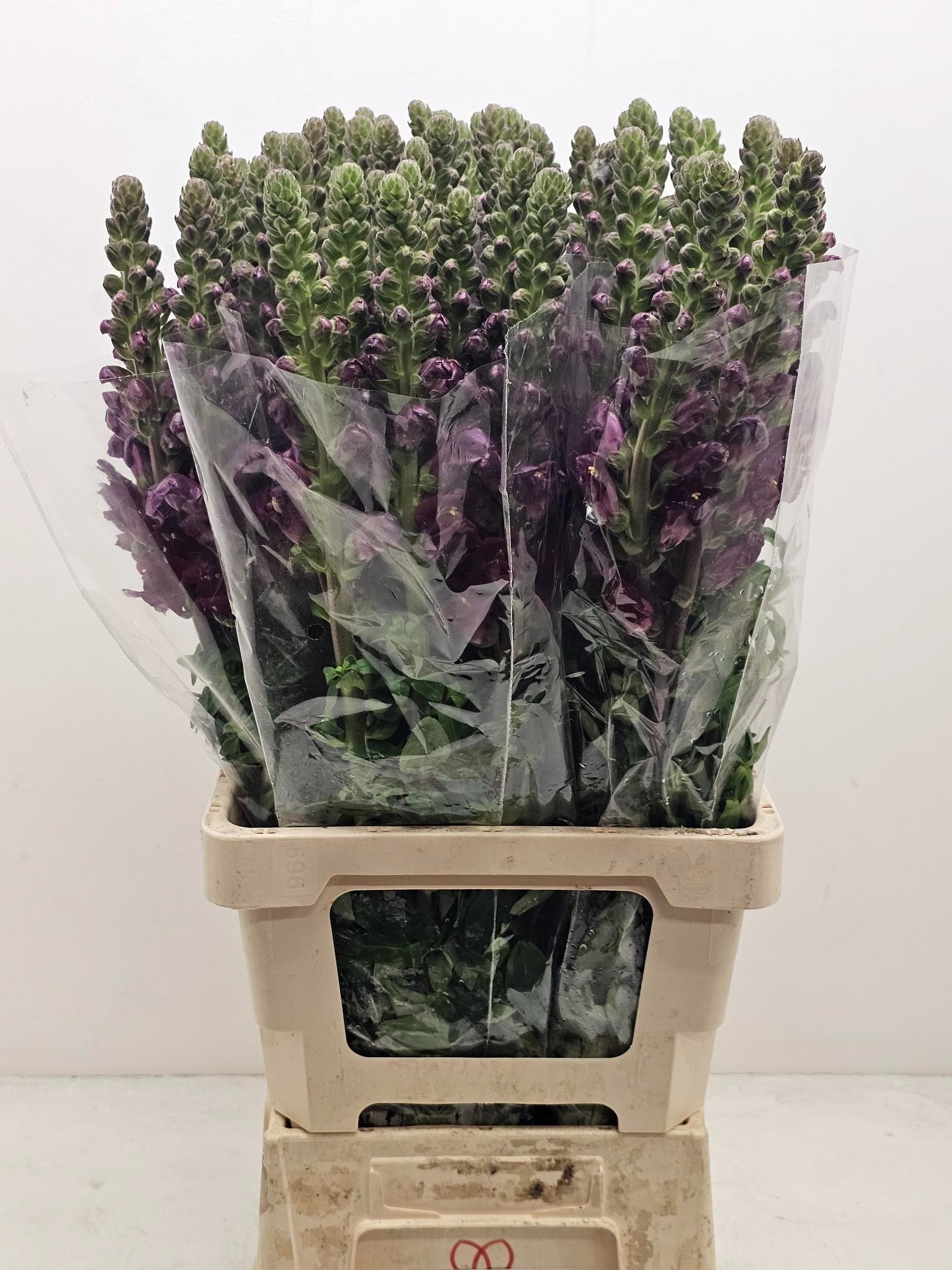 Антирринум Потомак Рэд (красн.), шт.