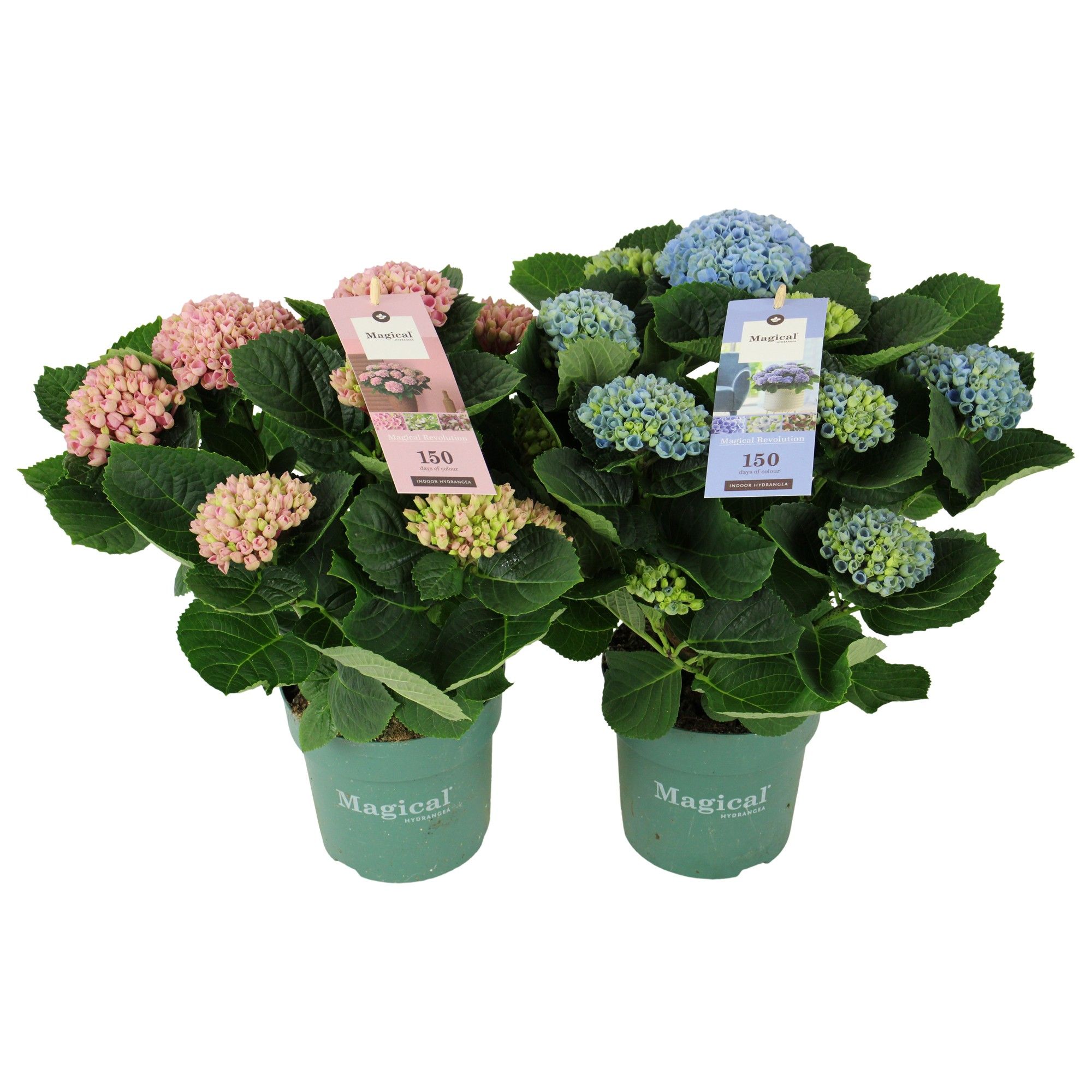 Hydrangea Magical Revolution ® mix 7/8 flowers, D 14