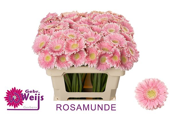 Гермини Розамунд, шт.