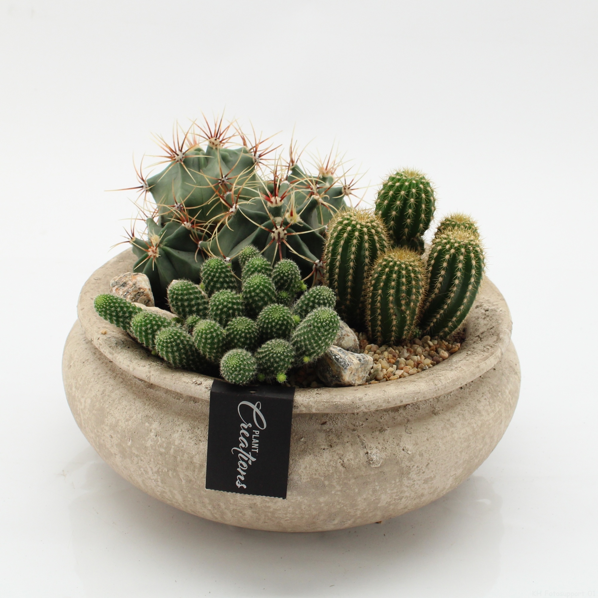 CTCR-2637 Cactus Essentials, D 25