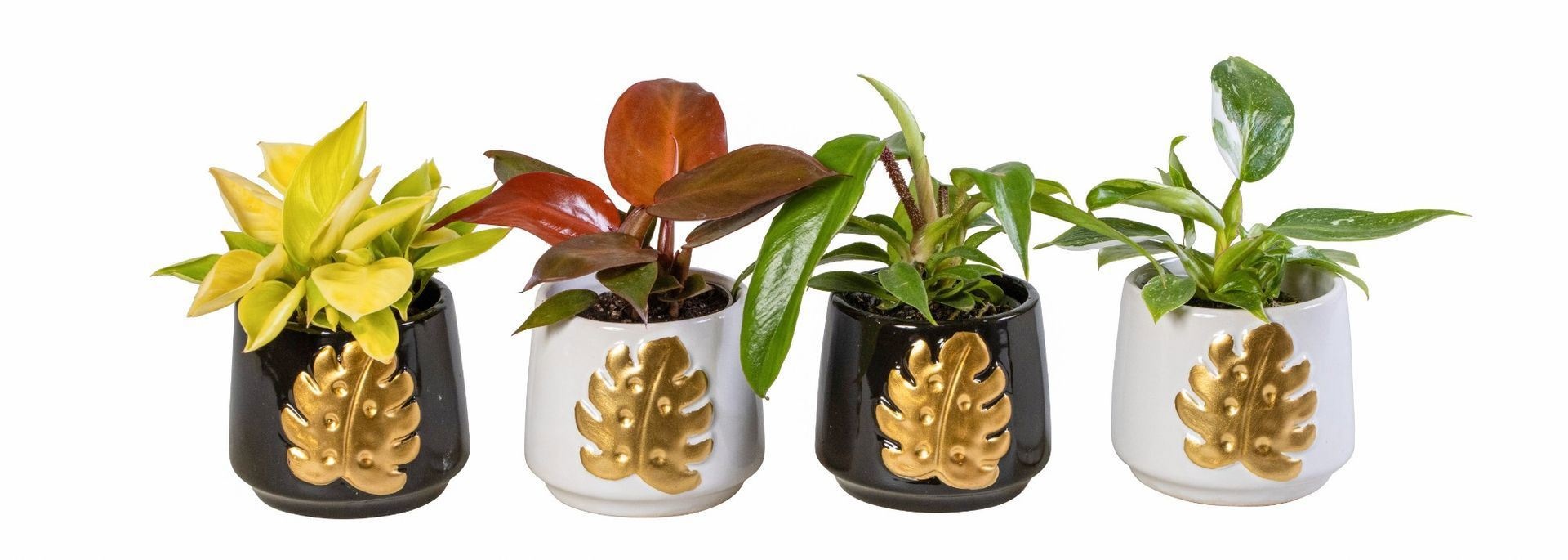 L 66158 With Philodendron Mix 6 cm, D 6