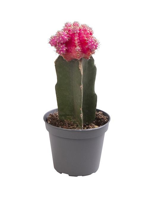 GYMNOCALYCIUM MIHANOVICHI PINK, D 6