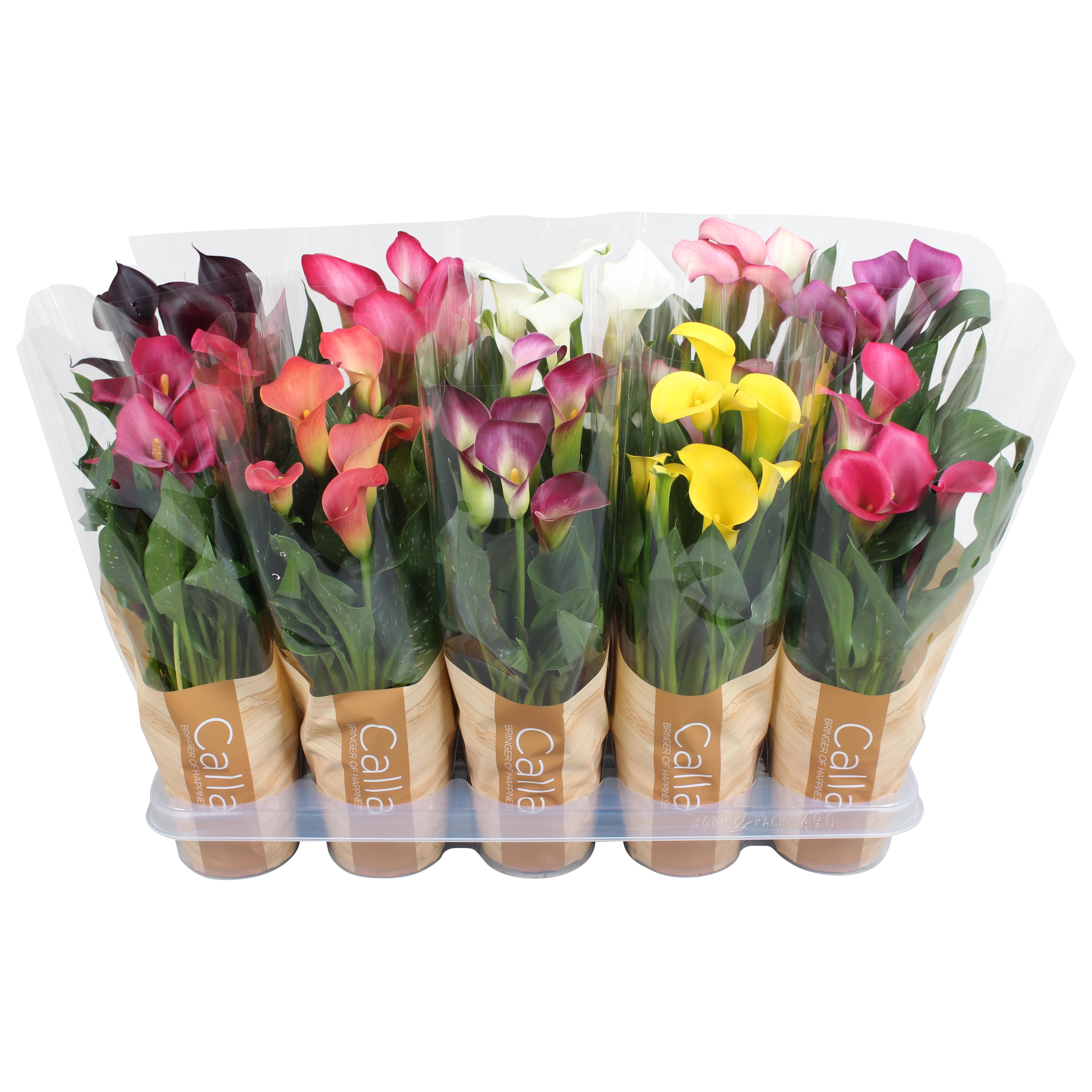 Zantedeschia gemengd Calla mix in bedrukte hoes, D 12