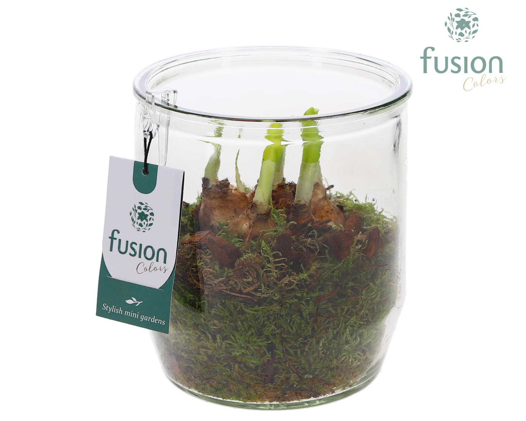 Glazen pot rond met Narcis, D 15