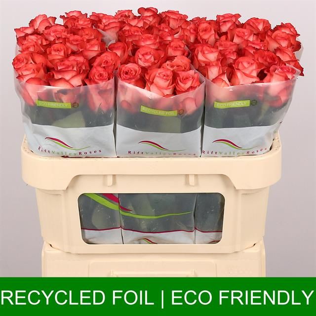 Роза од. Айкун 70, шт.