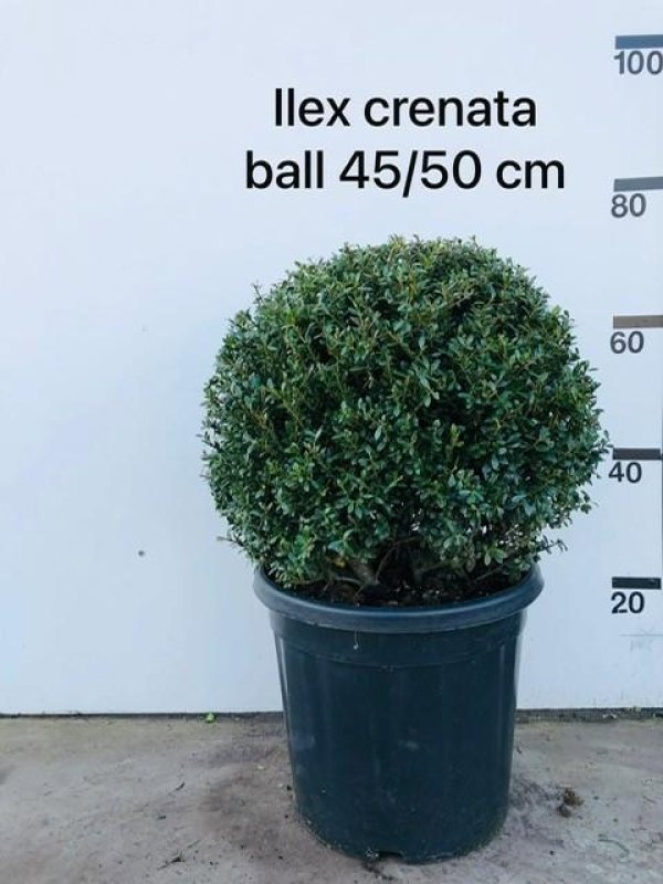 Ilex crenata 'Stokes', bol, D 30