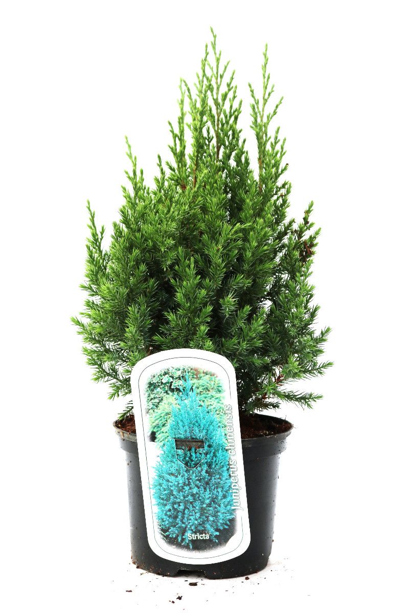 Juniperus chinensis 'Stricta', D 17 cm