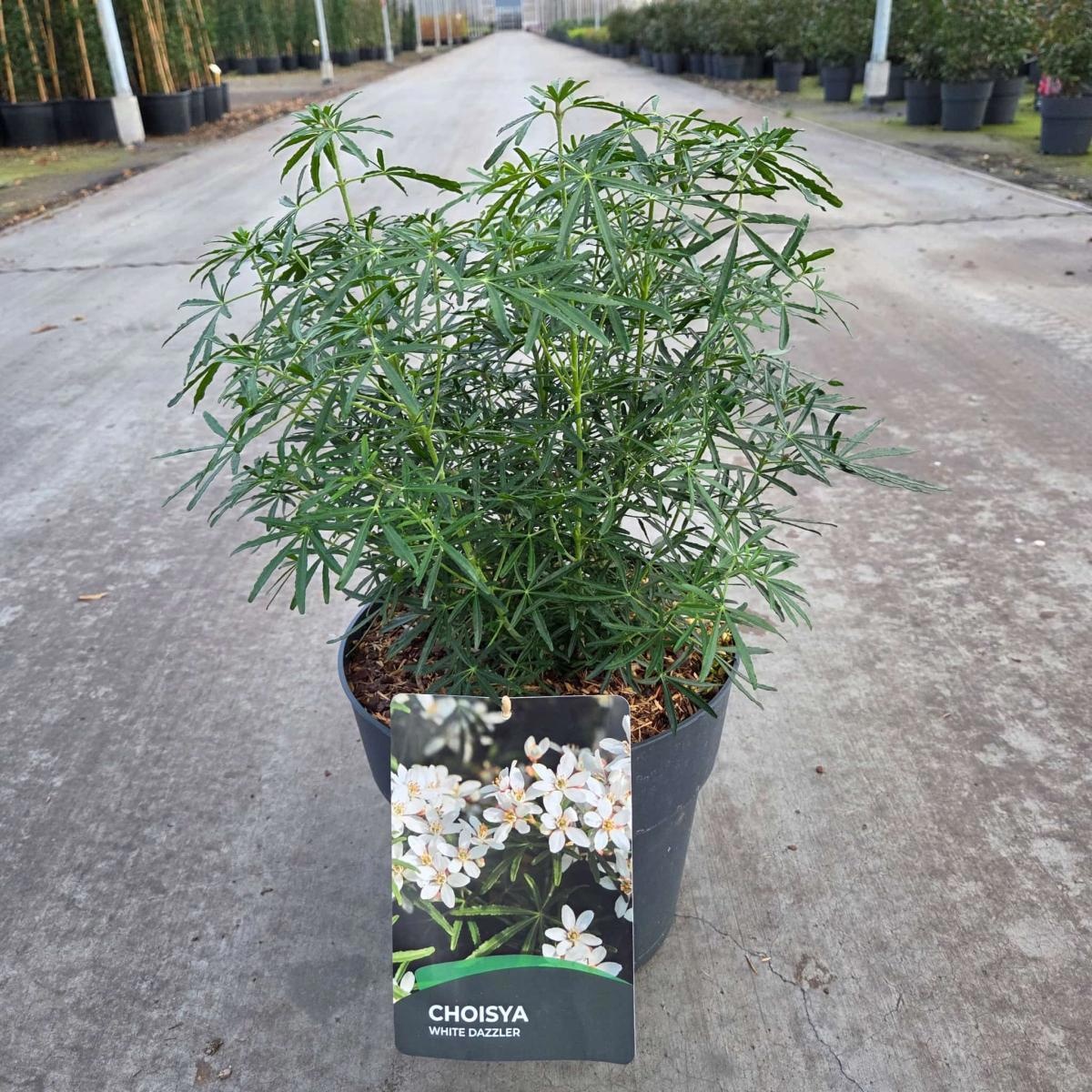 Choisya t. White Dazzler, D 29