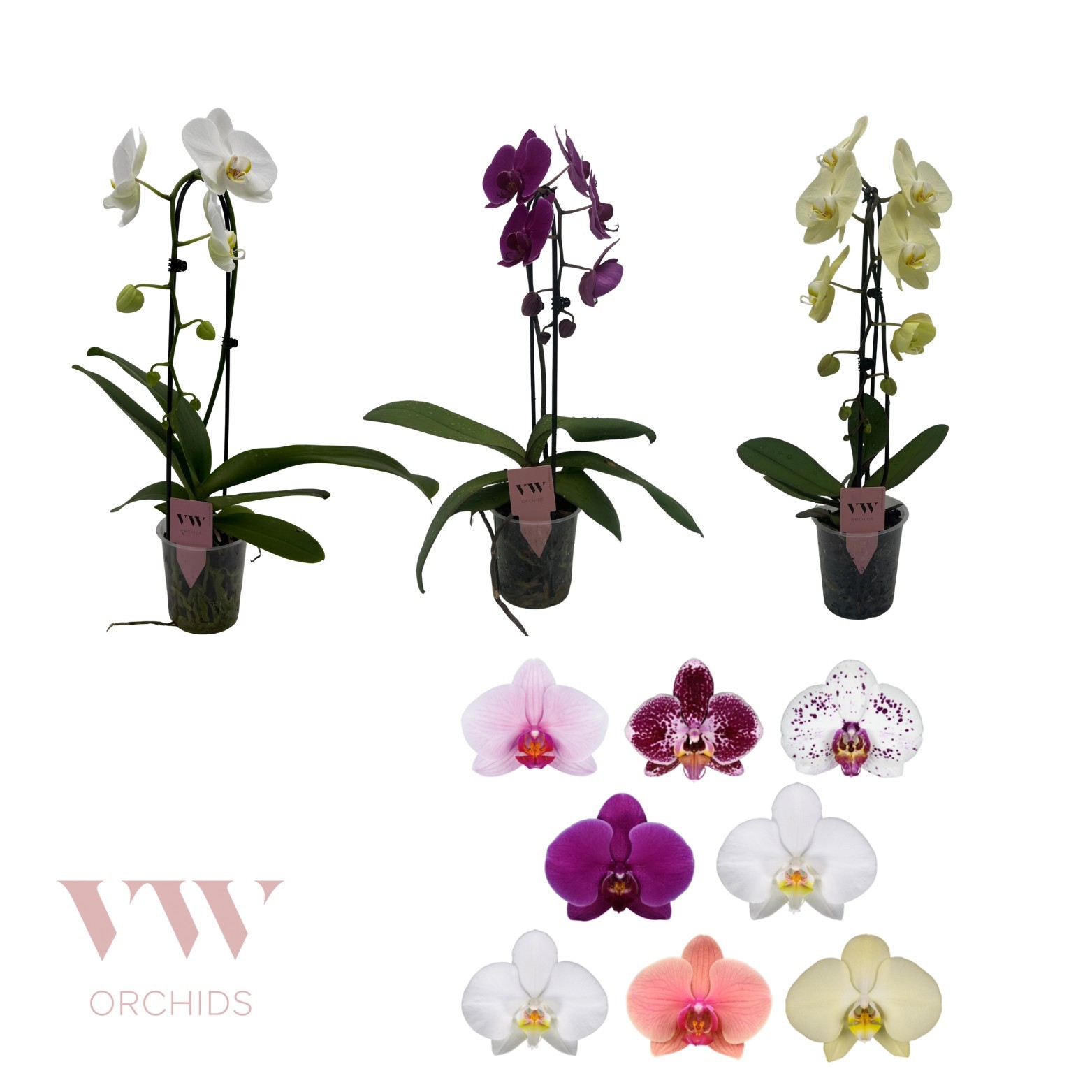 Phalaenopsis Cascade 1 tak gemengd, D 12