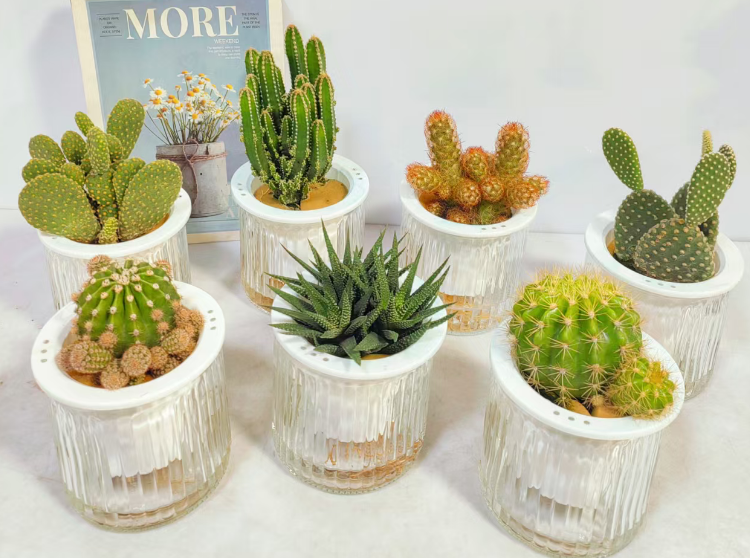 кактус Микс Плантс кутивиатед бй вотер 9 11