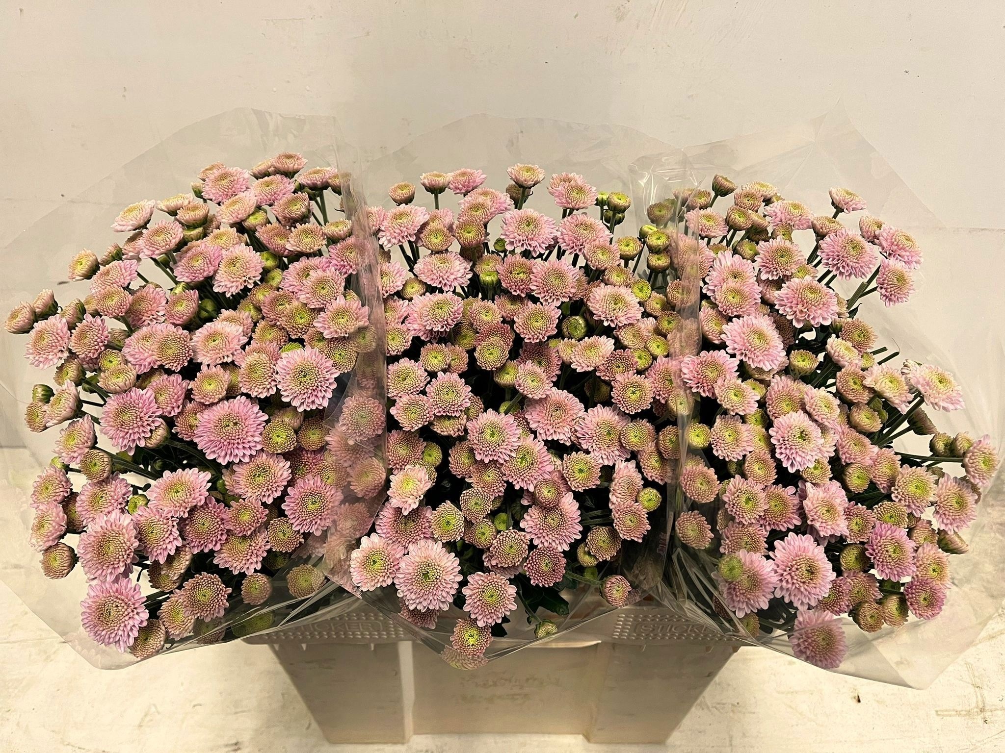 Сантини Эллисон Свит, шт. Сантини Эллисон Свит, шт.